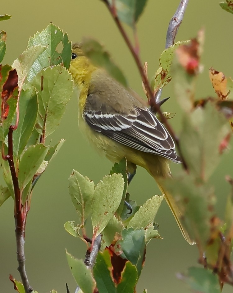 Orchard Oriole - ML623046286