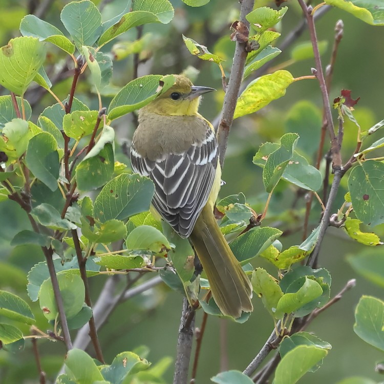 Orchard Oriole - ML623046287