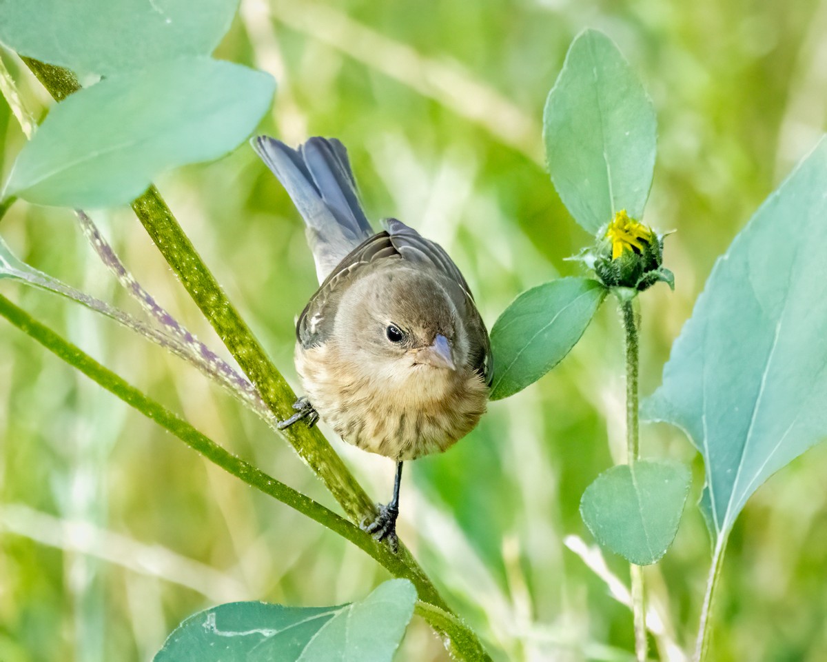 Lazuli Bunting - ML623046299