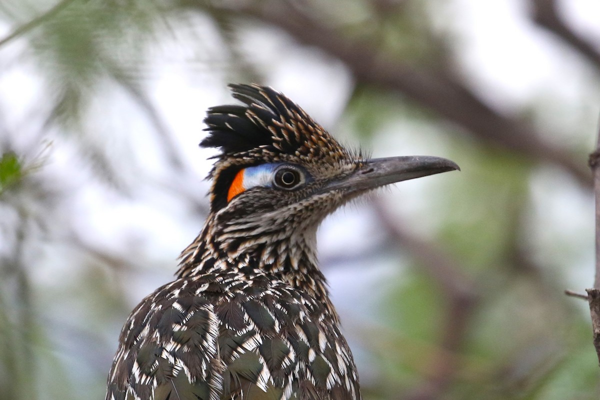 Greater Roadrunner - ML623046326