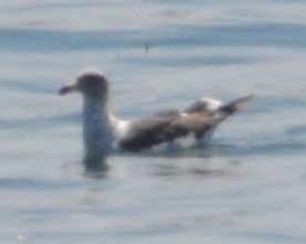 Western x Glaucous-winged Gull (hybrid) - ML623046335