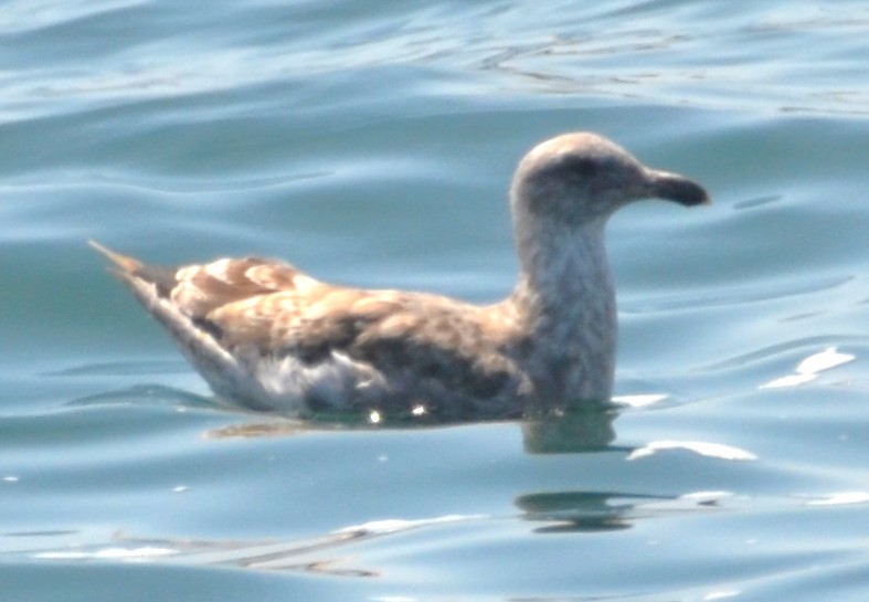 Western x Glaucous-winged Gull (hybrid) - ML623046348