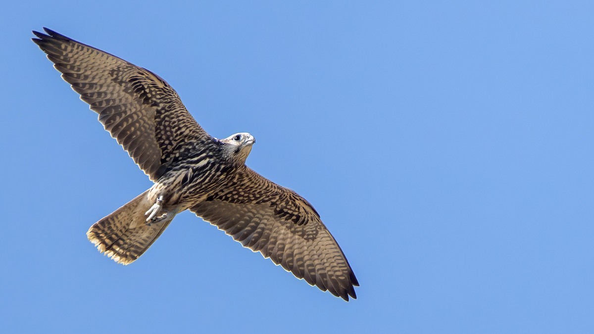 Балобан - ML623046399