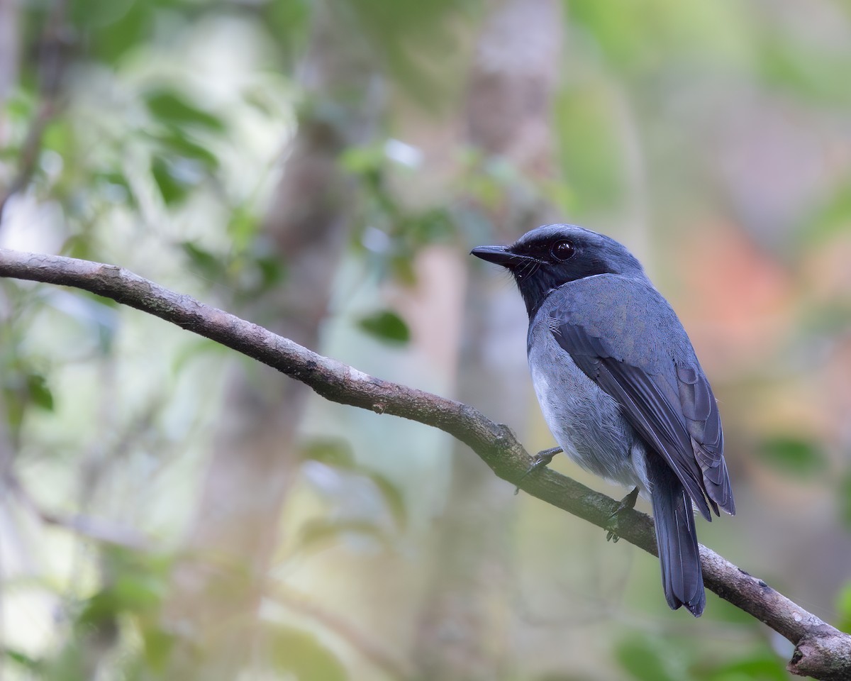 Black-throated Robin - ML623046409