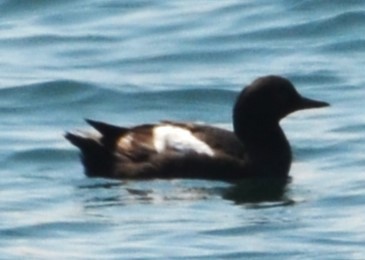 Pigeon Guillemot - Charles Taft