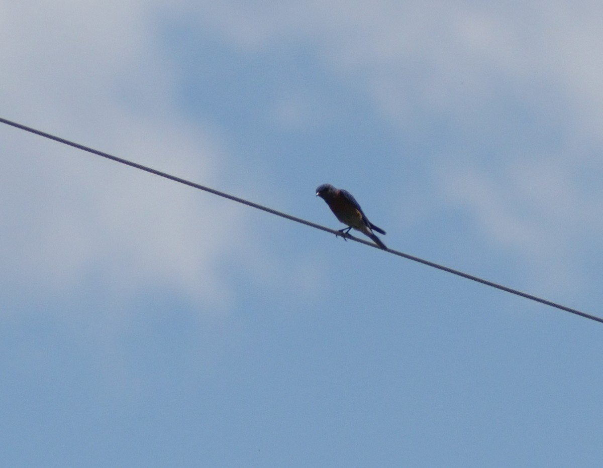 Western Bluebird - ML623046495