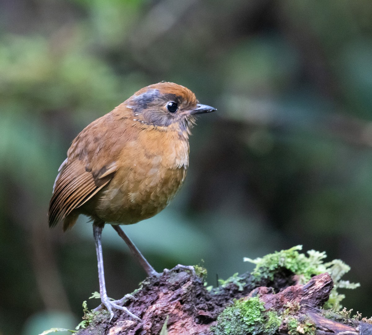 Chestnut Antpitta - ML623046534