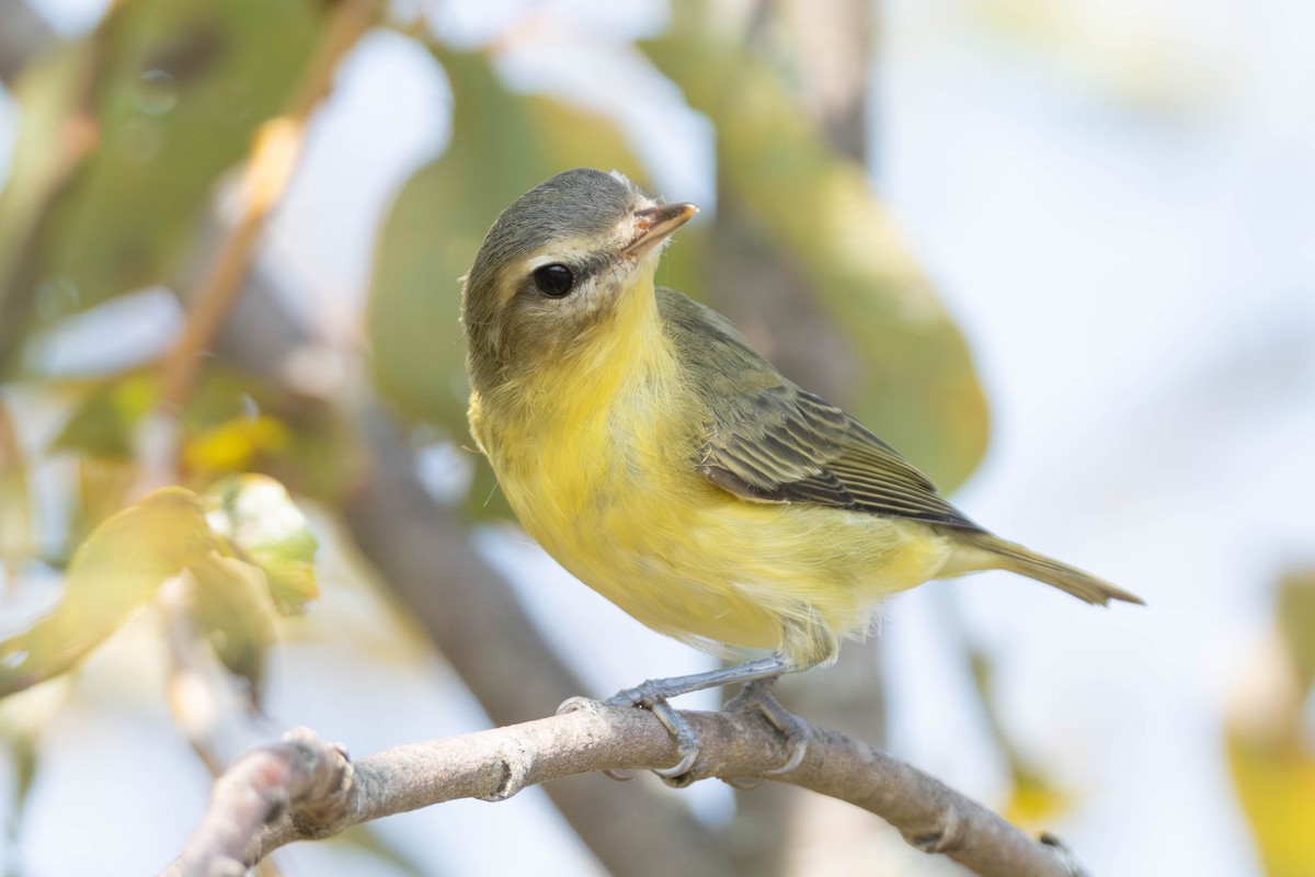 Philadelphia Vireo - ML623046549