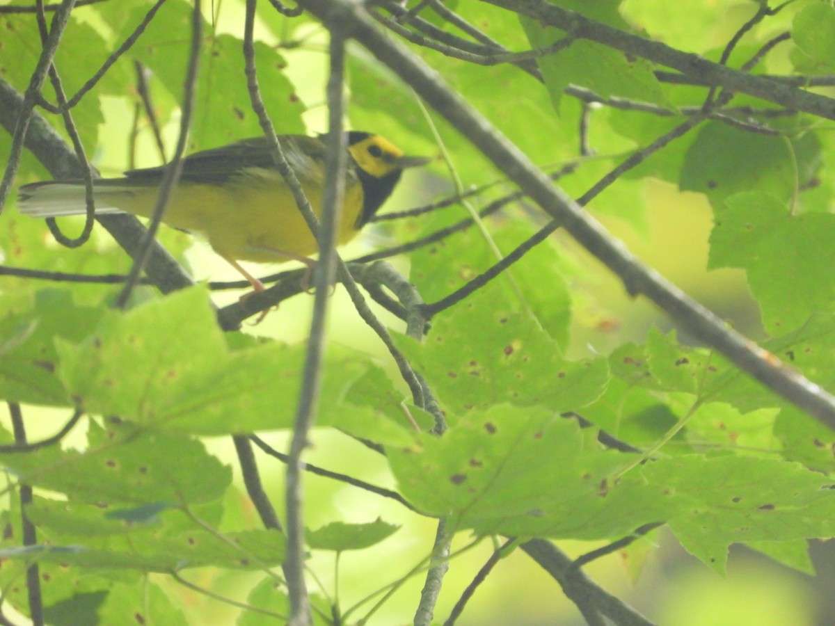 Hooded Warbler - ML623046617