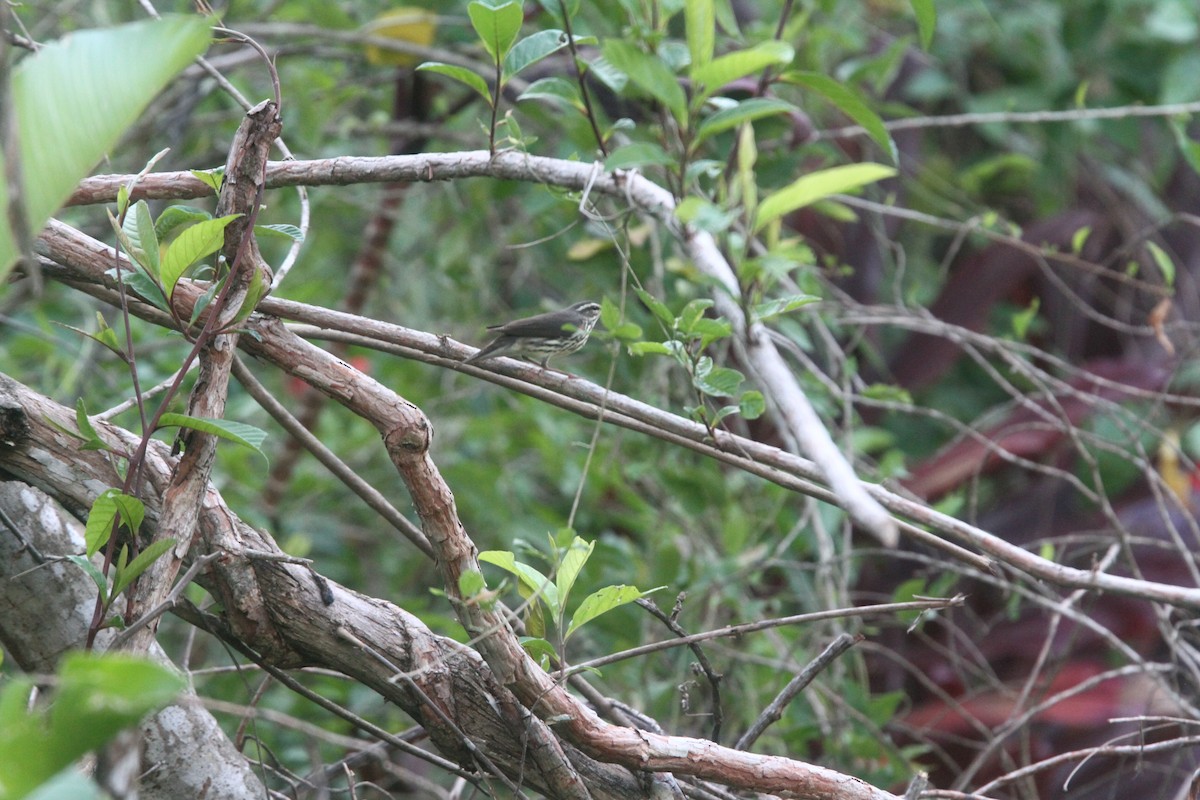 Northern Waterthrush - ML623046619