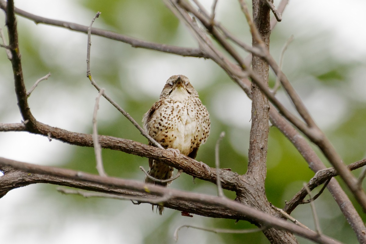 Spotted Wren - ML623046665