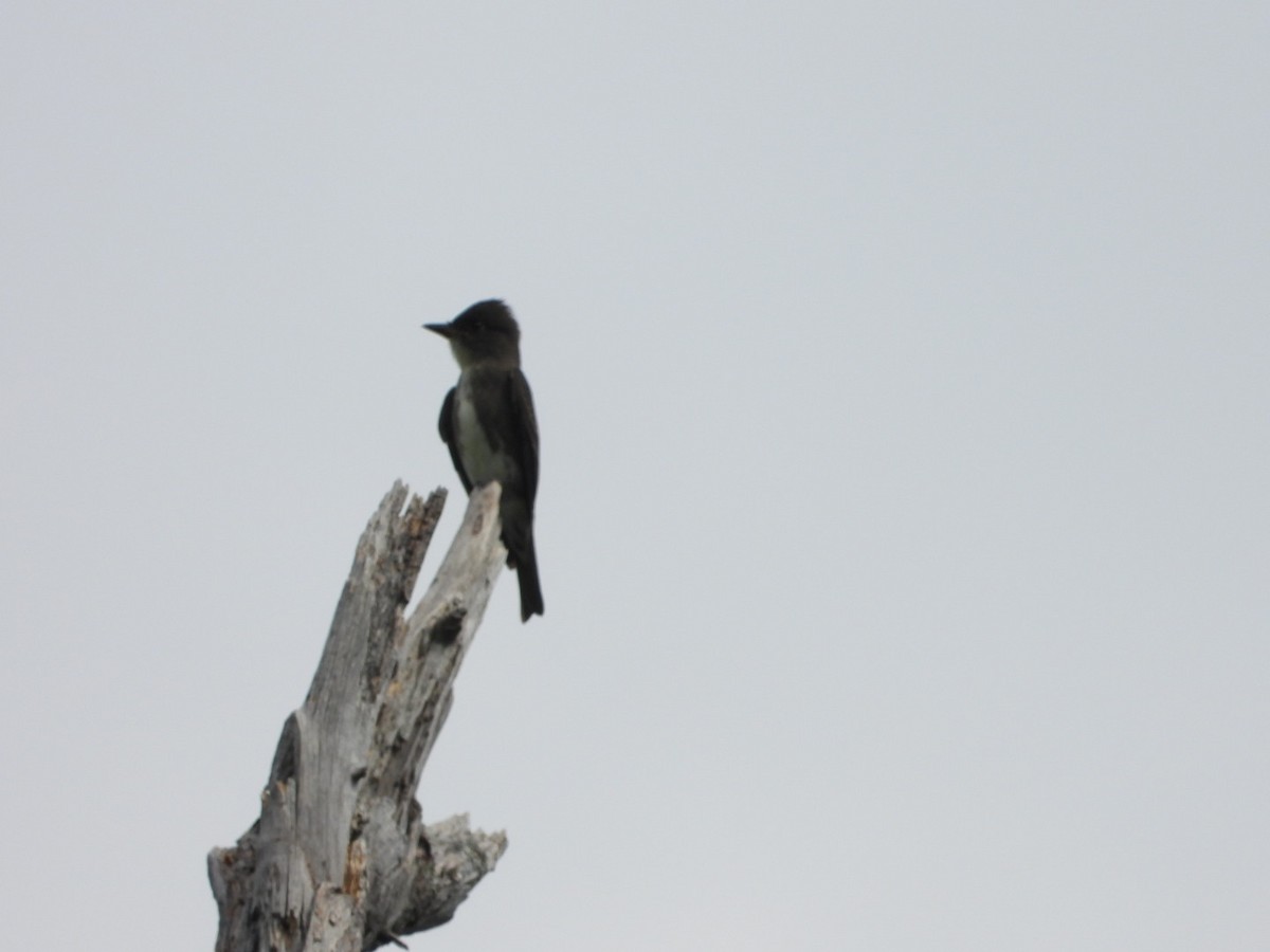 Olive-sided Flycatcher - ML623046705