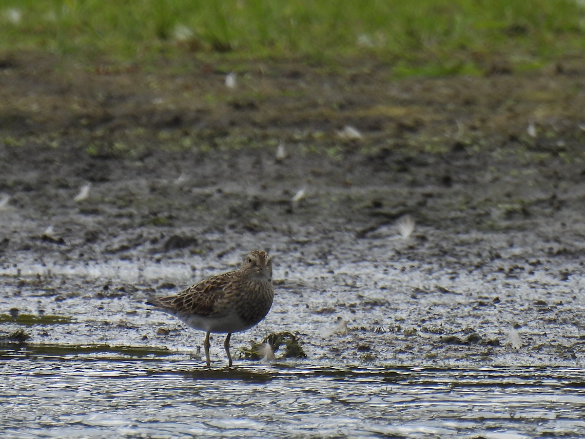 Pectoral Sandpiper - ML623046717