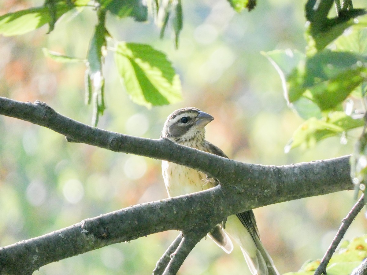 Rose-breasted Grosbeak - ML623046722