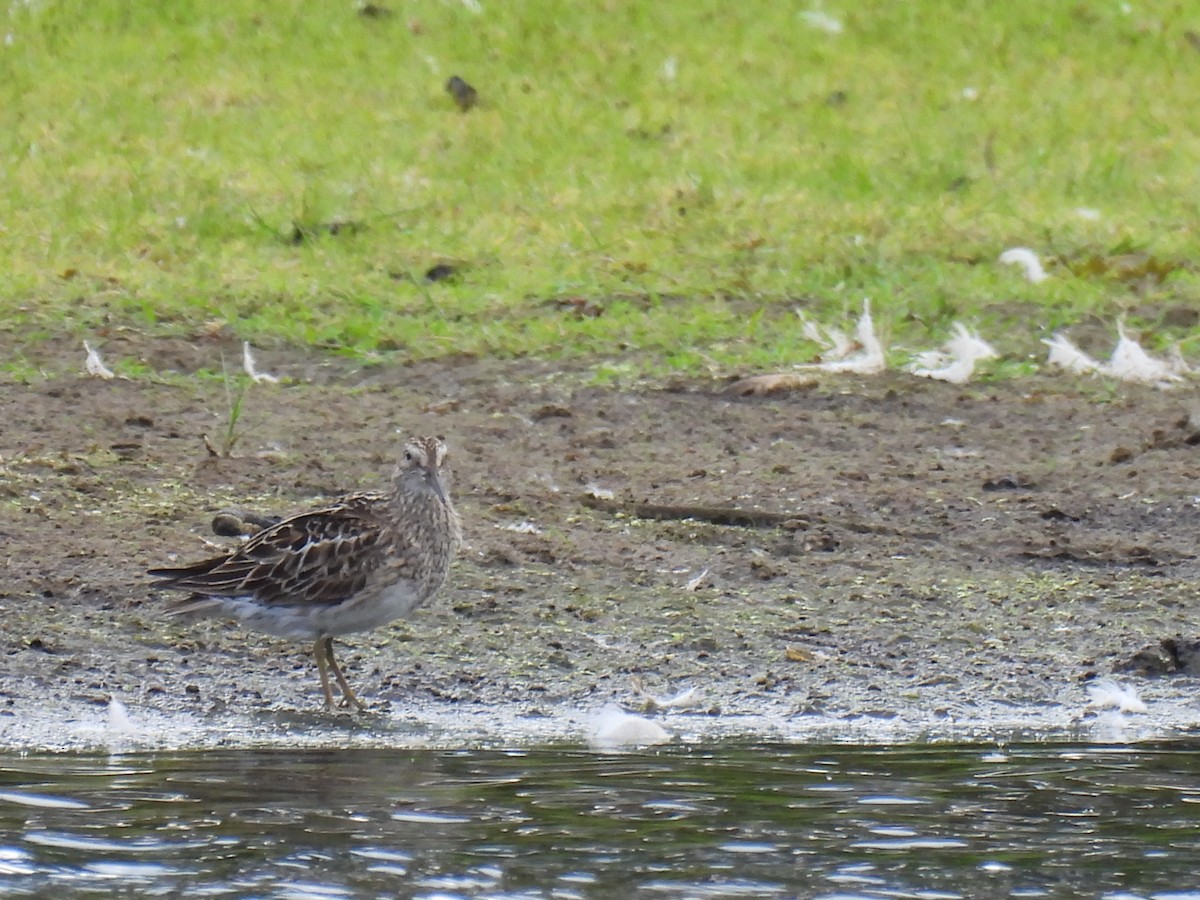 Pectoral Sandpiper - ML623046731