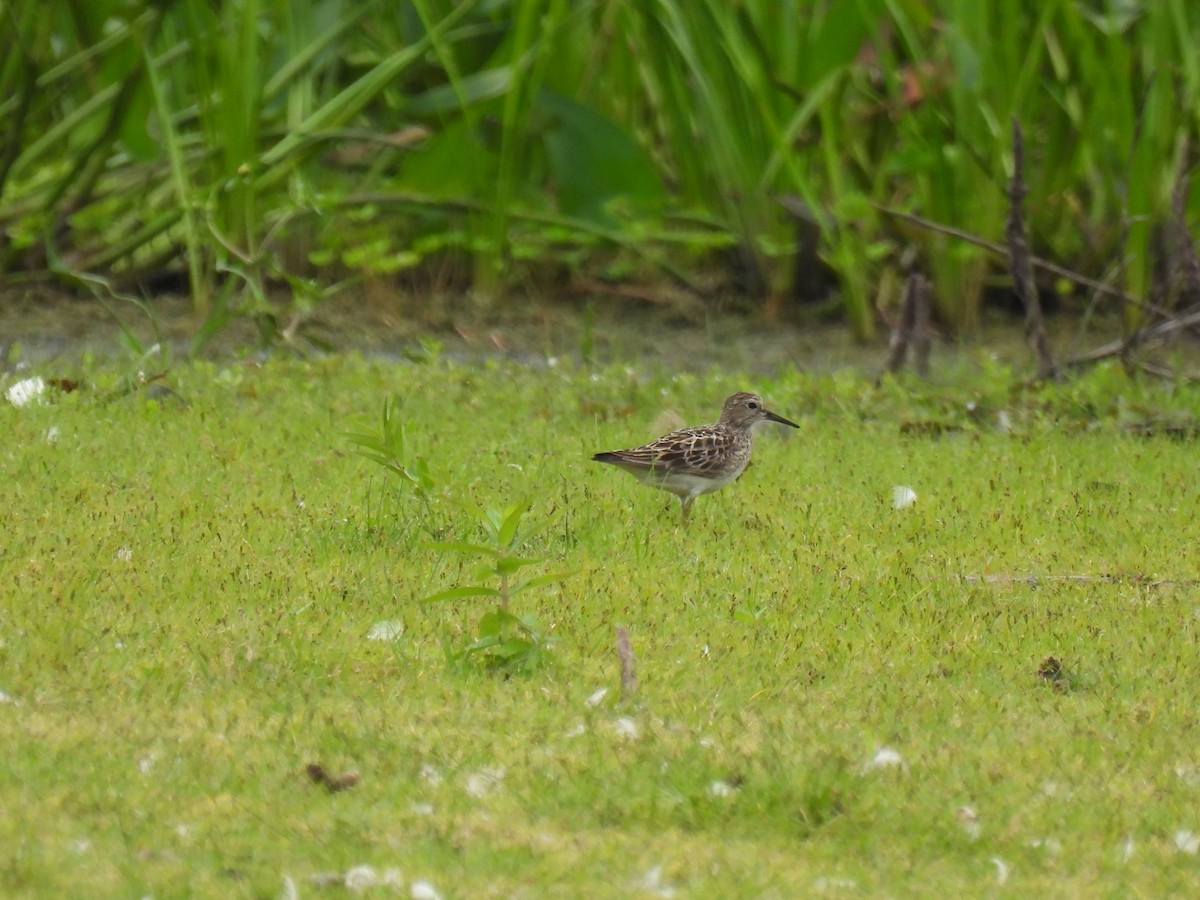 Pectoral Sandpiper - ML623046737