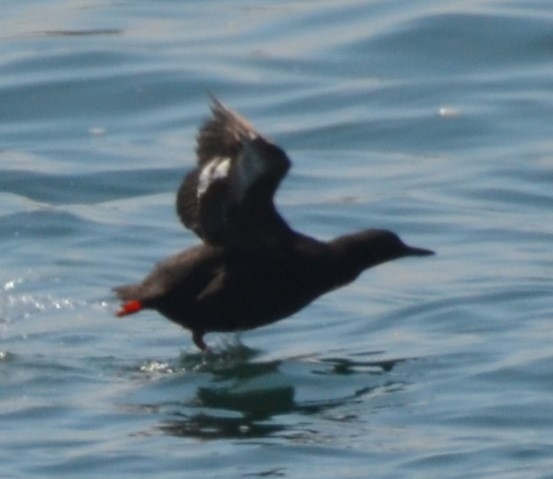 Pigeon Guillemot - ML623046743