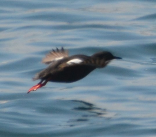 Pigeon Guillemot - ML623046757