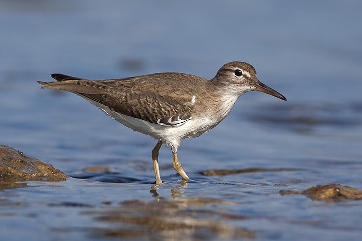 Spotted Sandpiper - ML623046785