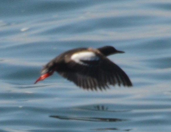 Pigeon Guillemot - ML623046788