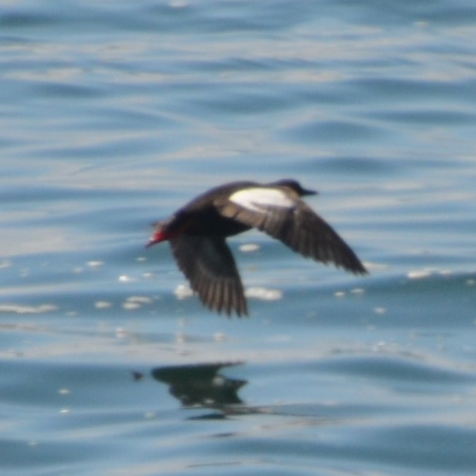 Pigeon Guillemot - ML623046802