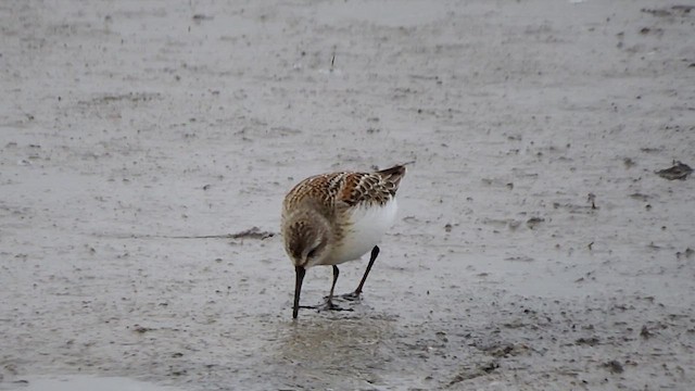 Western Sandpiper - ML623046826