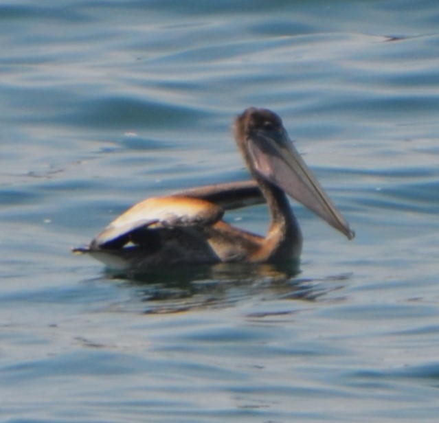 Brown Pelican - ML623046828