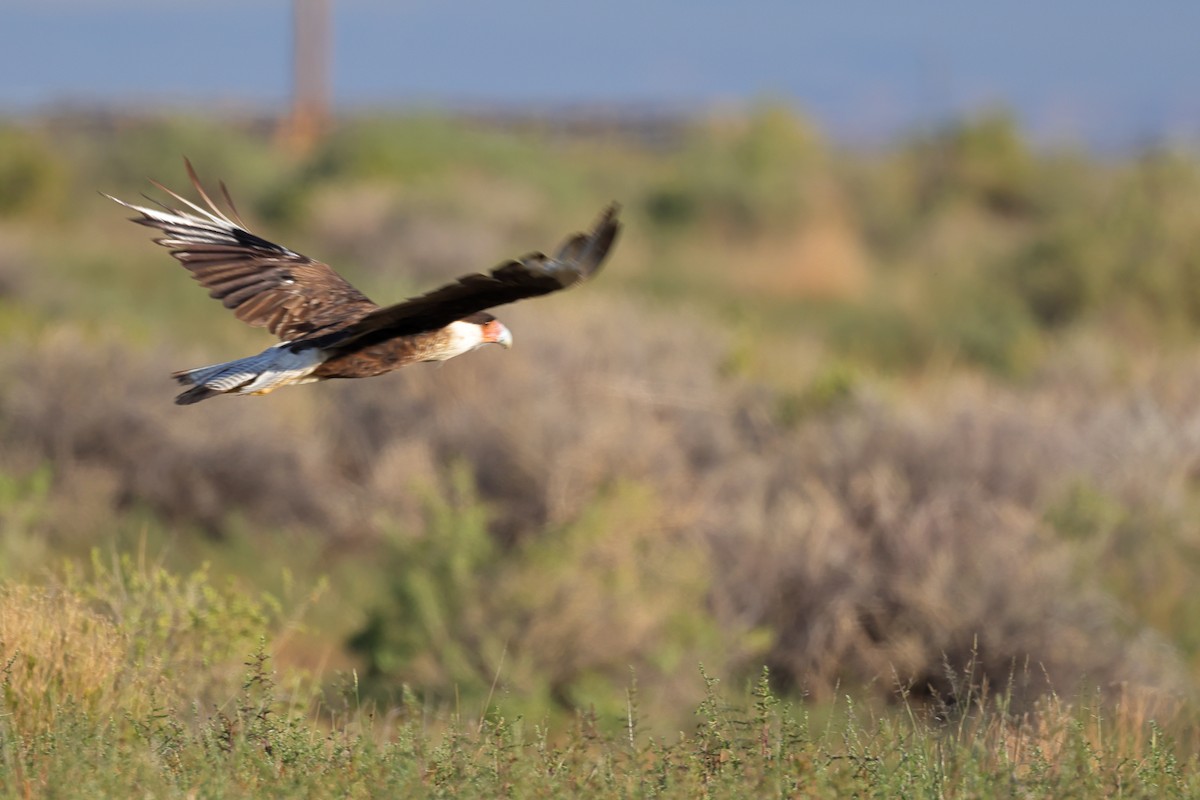 Crested Caracara - ML623046844