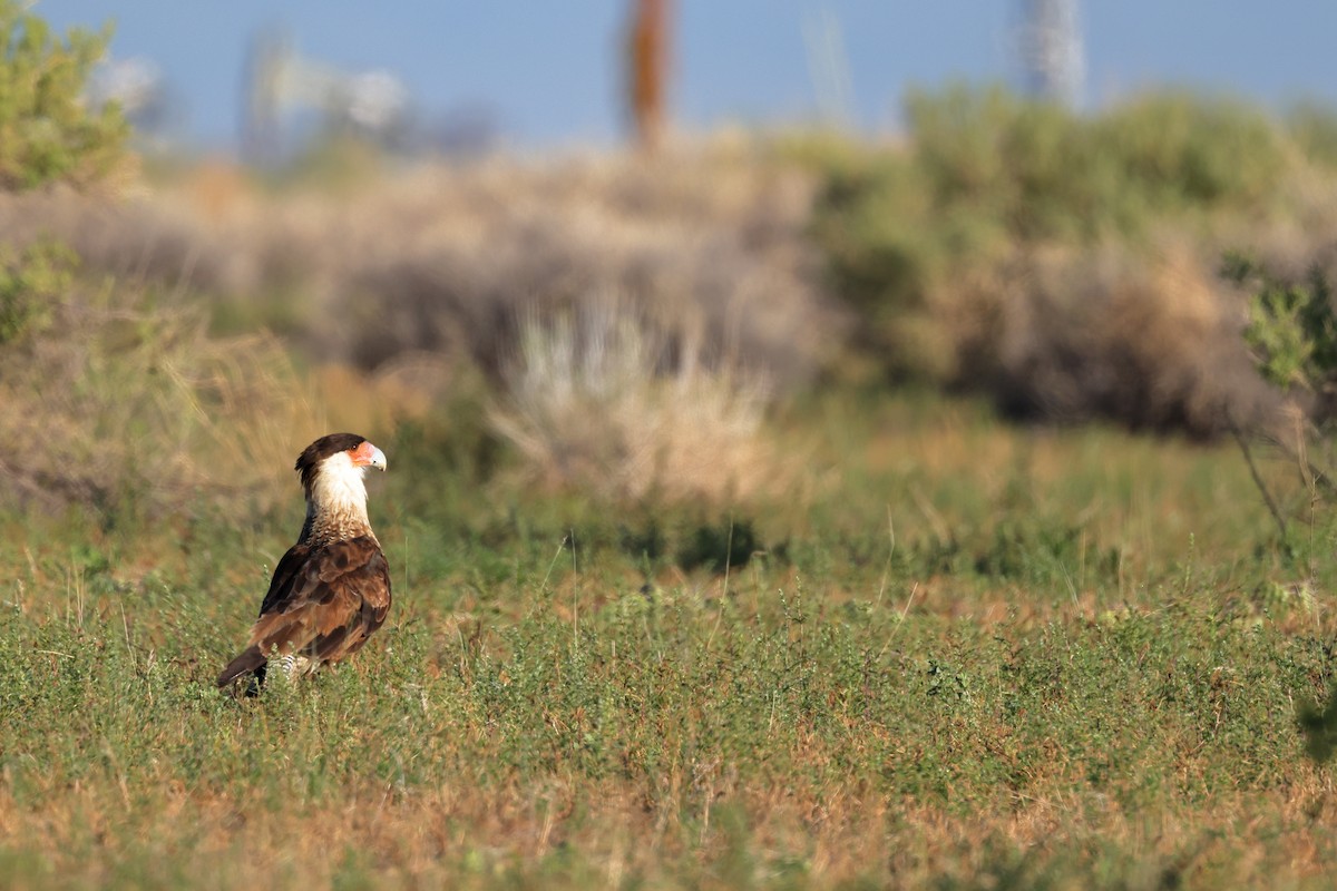 Crested Caracara - ML623046845