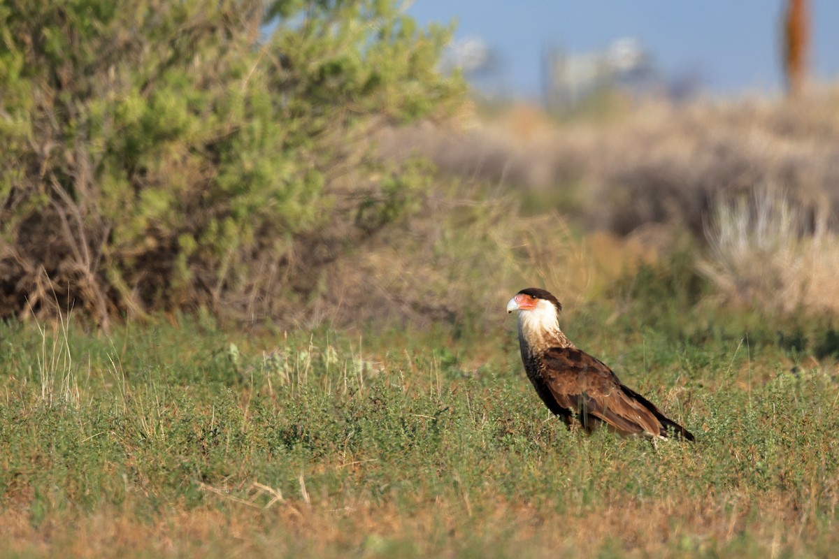 Crested Caracara - ML623046846