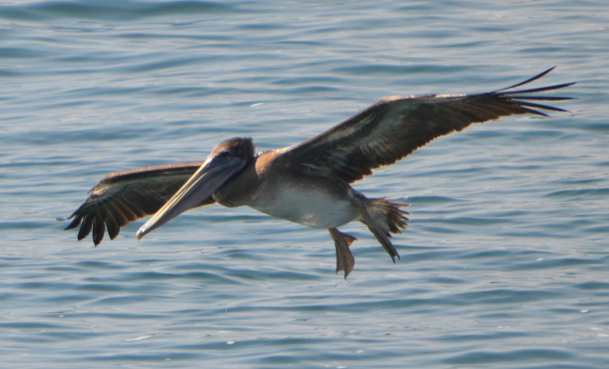 Brown Pelican - ML623046848