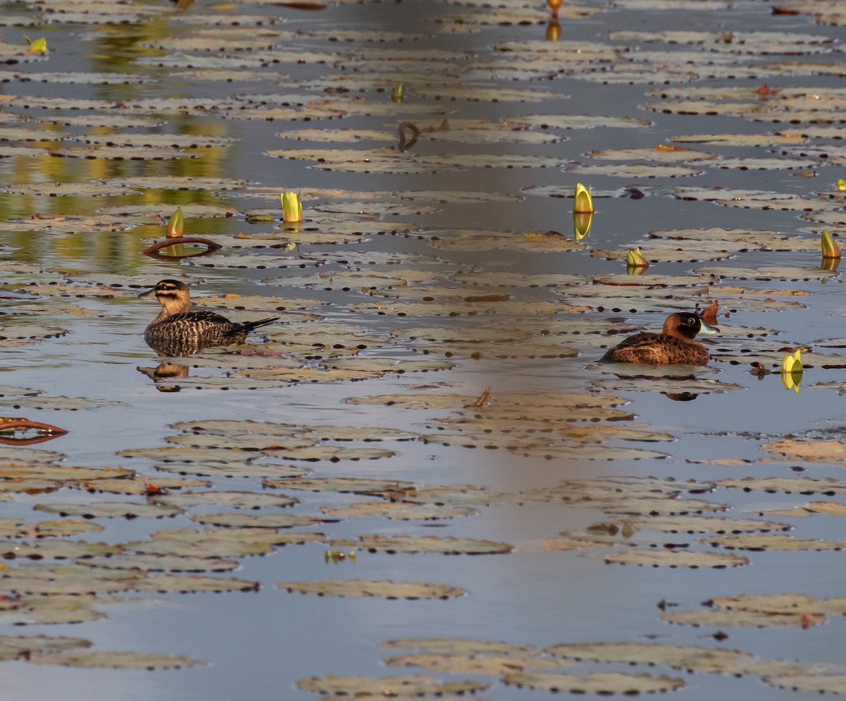 Masked Duck - ML623046881