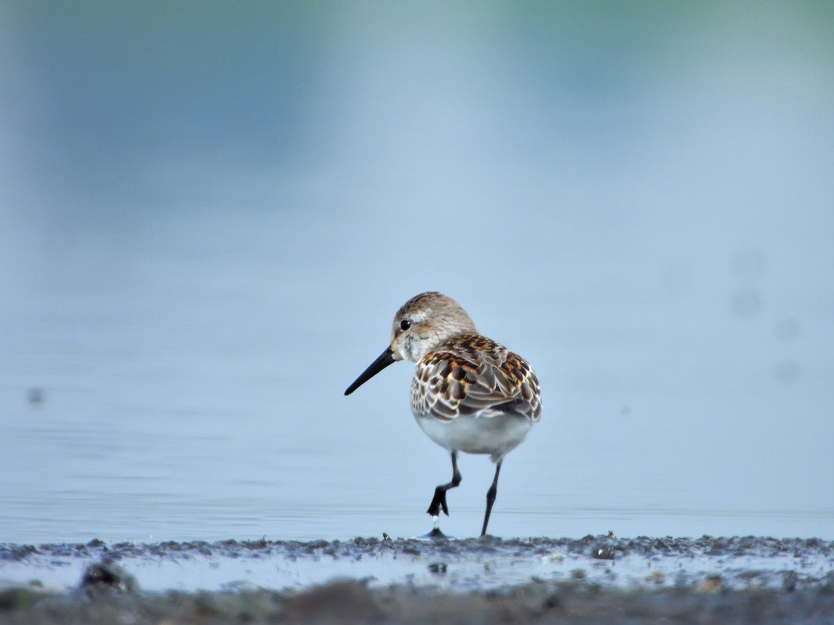 Western Sandpiper - ML623046926