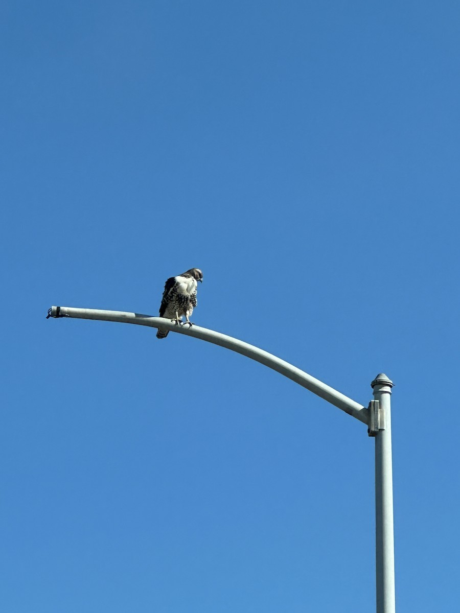 Red-tailed Hawk - Cheryl Foster