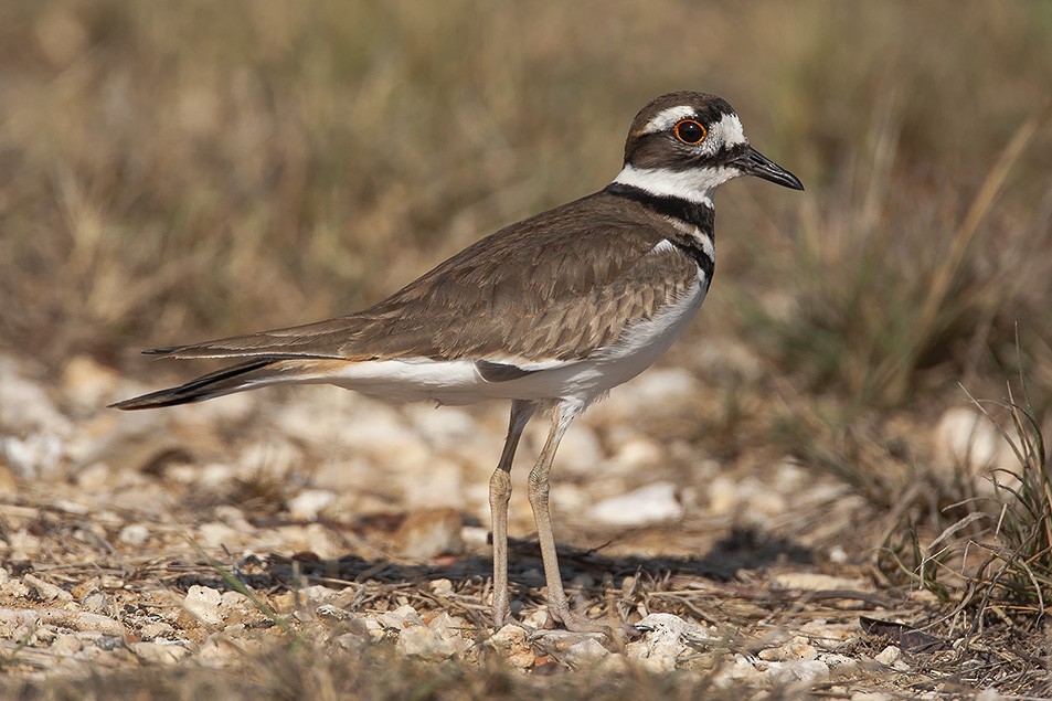 Killdeer - ML623046931