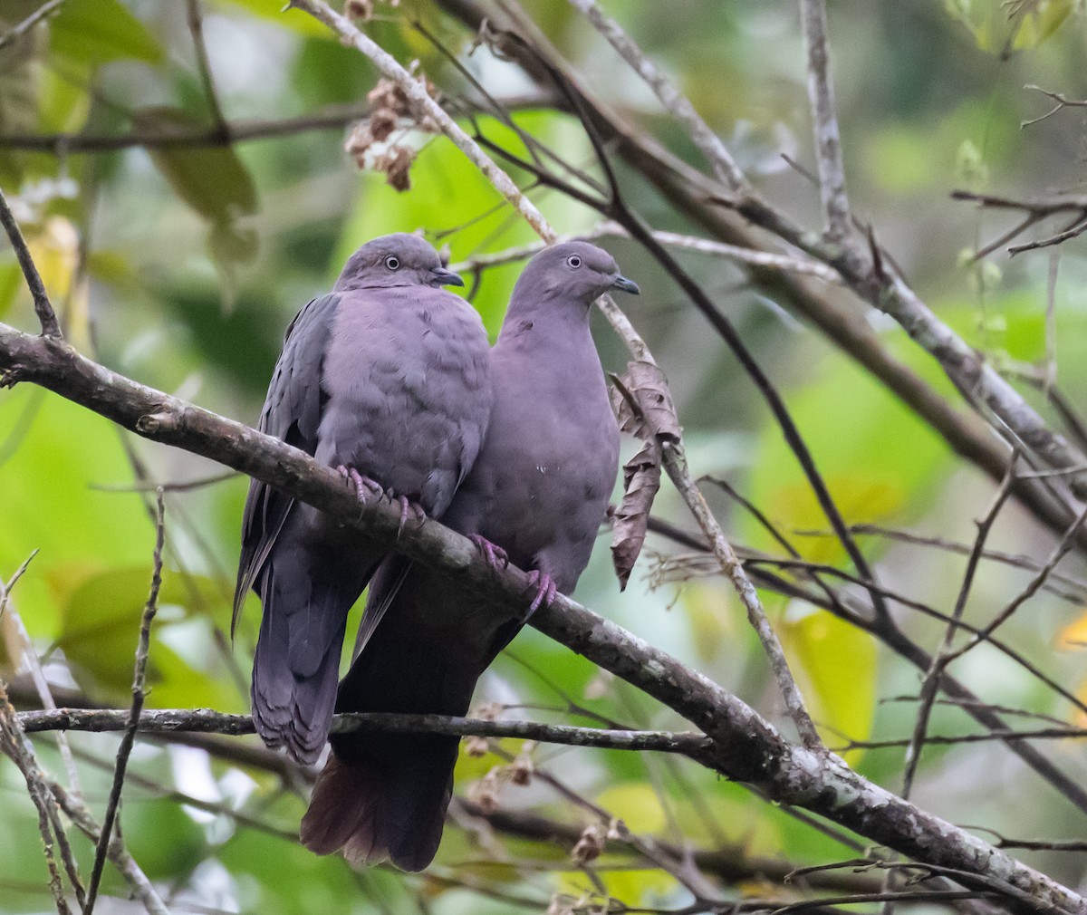 Plumbeous Pigeon - ML623046932