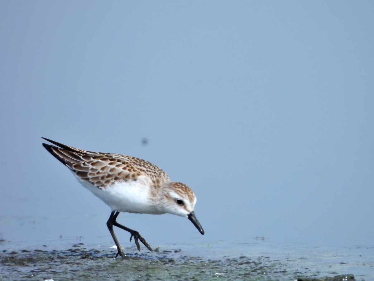 Semipalmated Sandpiper - ML623046938