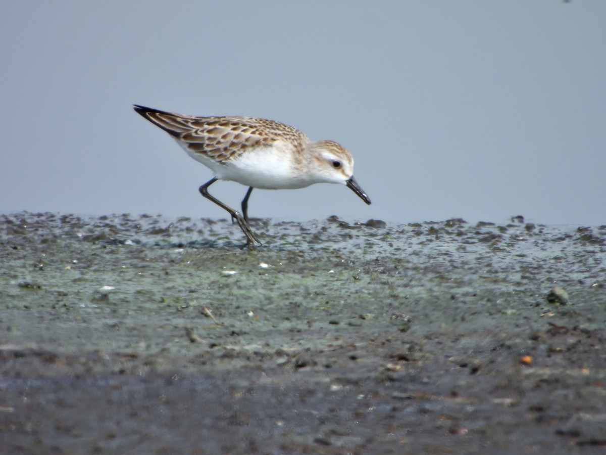 Semipalmated Sandpiper - ML623046939