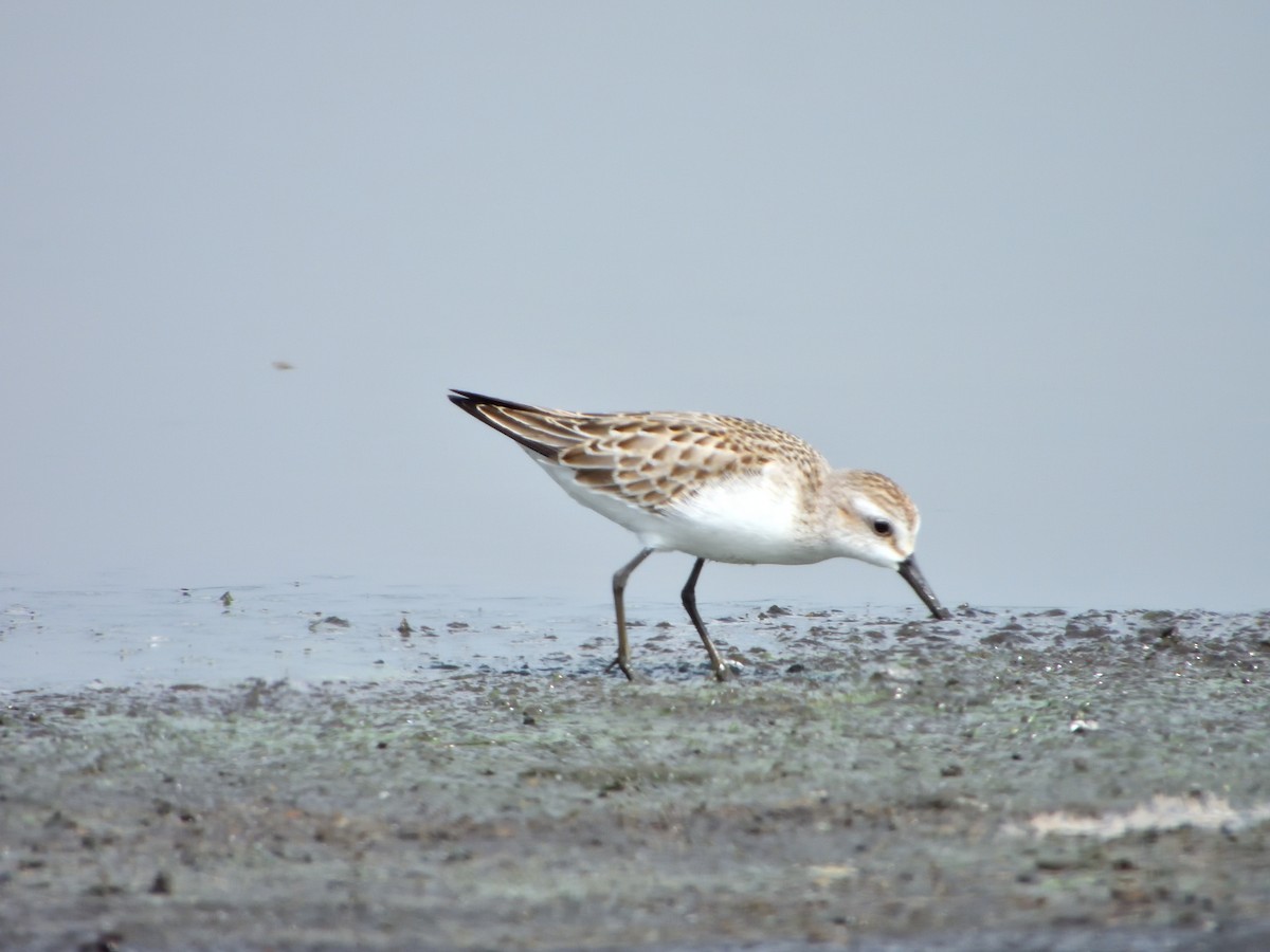 Semipalmated Sandpiper - ML623046940