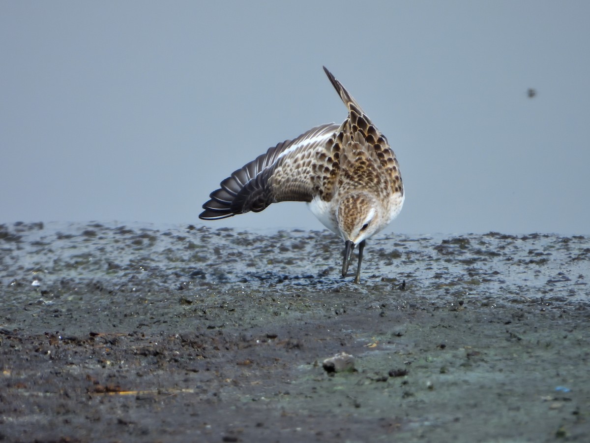 Semipalmated Sandpiper - ML623046942