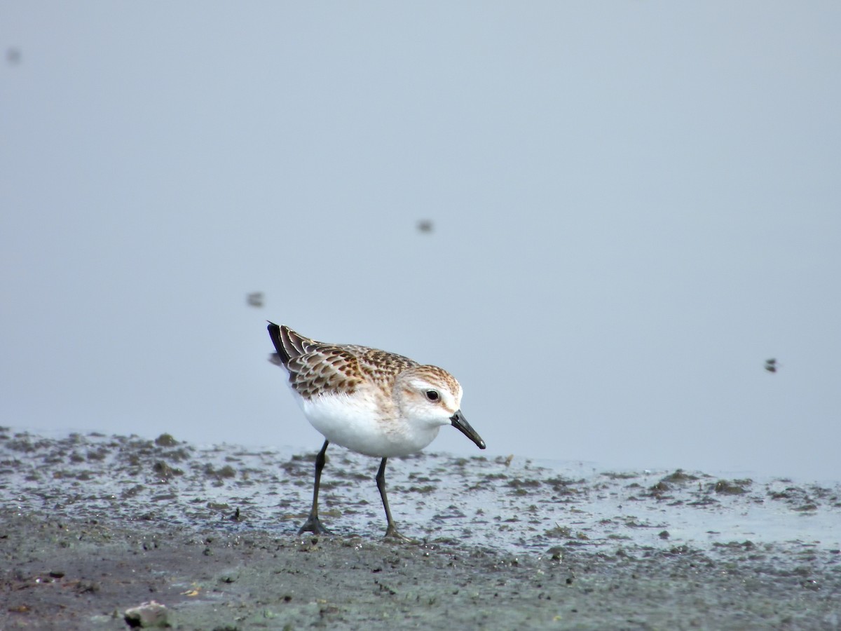 Semipalmated Sandpiper - ML623046943