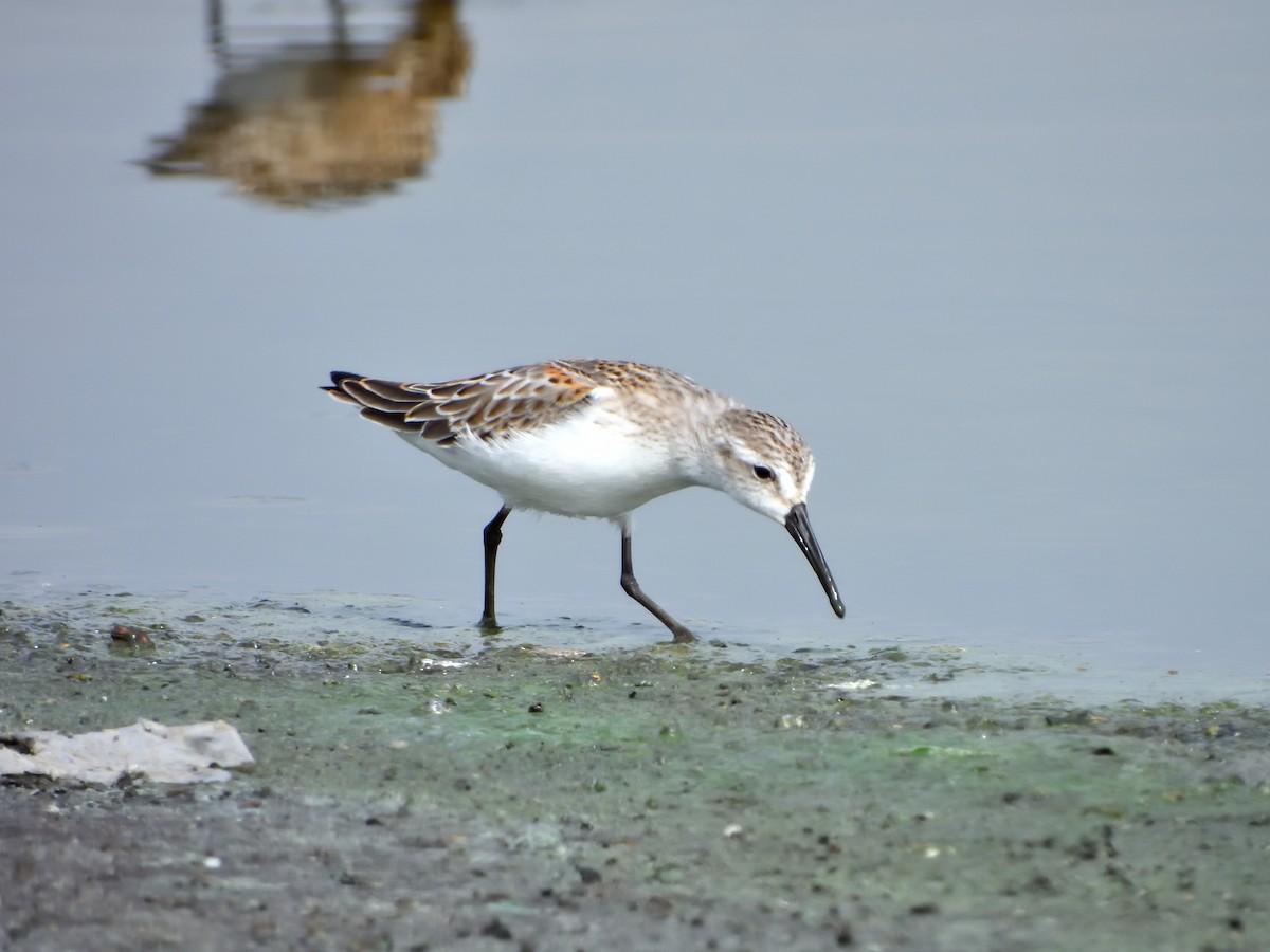 Western Sandpiper - ML623046953