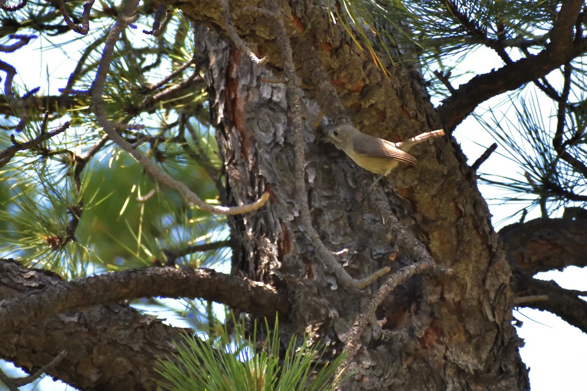 Juniper Titmouse - ML623046955