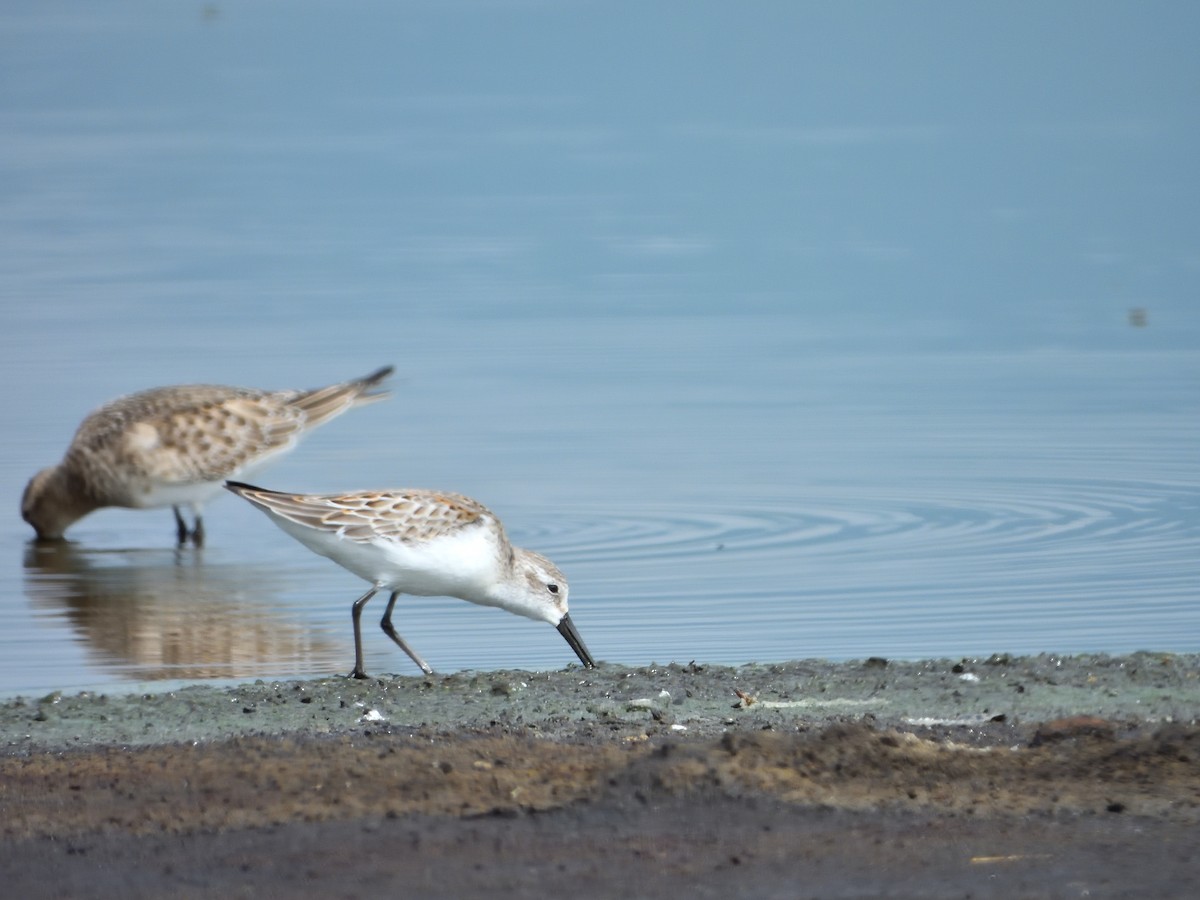 Western Sandpiper - ML623046961