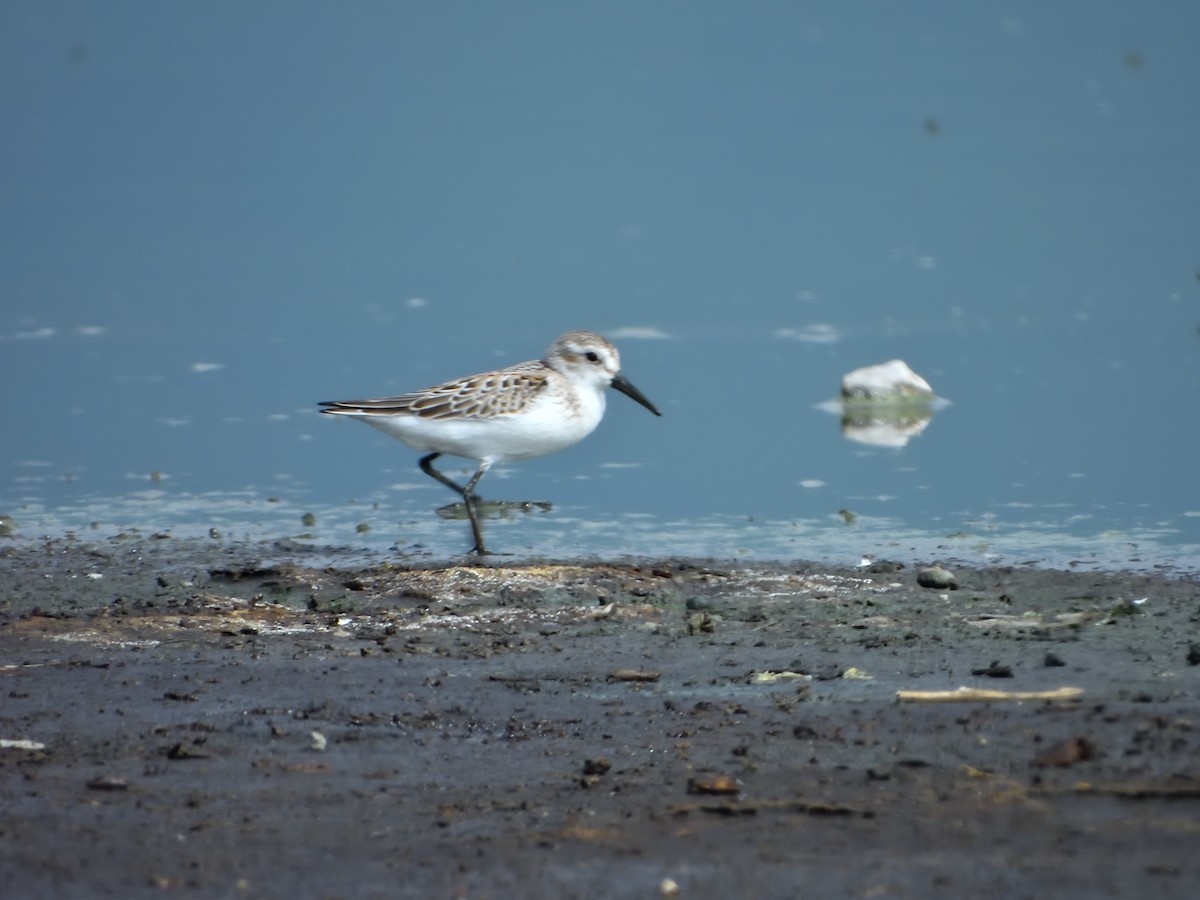 Western Sandpiper - Isain Contreras