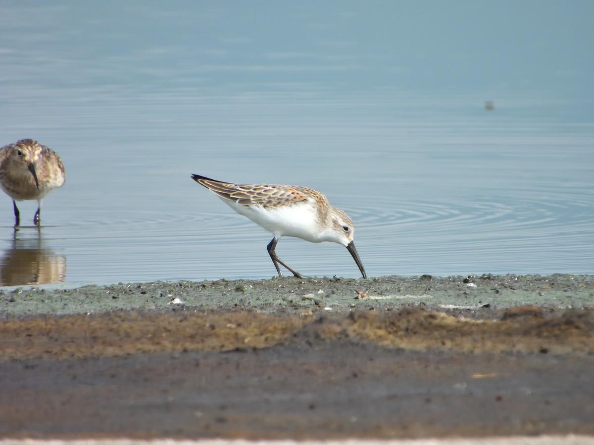 Western Sandpiper - ML623046963