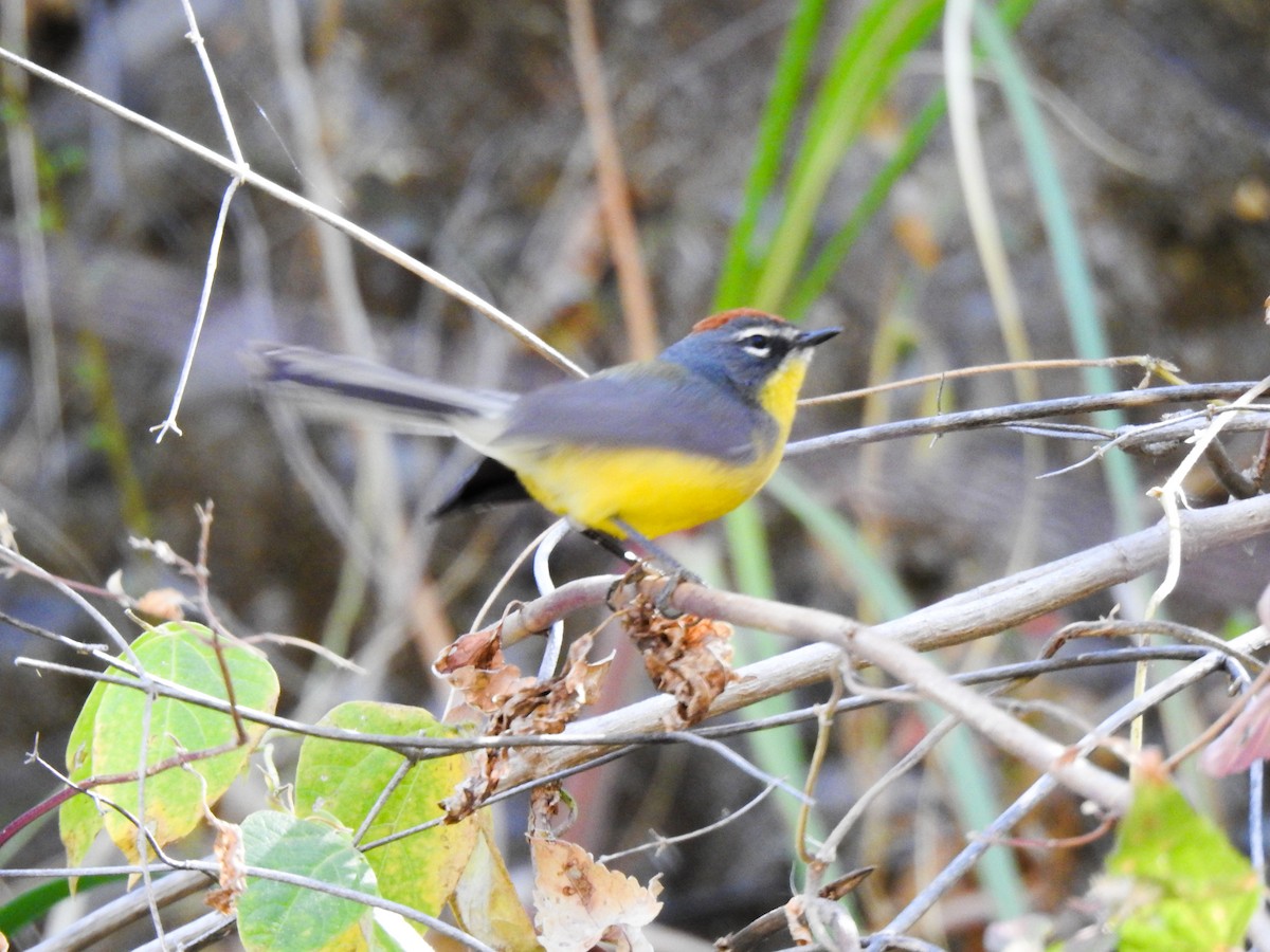 Brown-capped Redstart - ML623046968