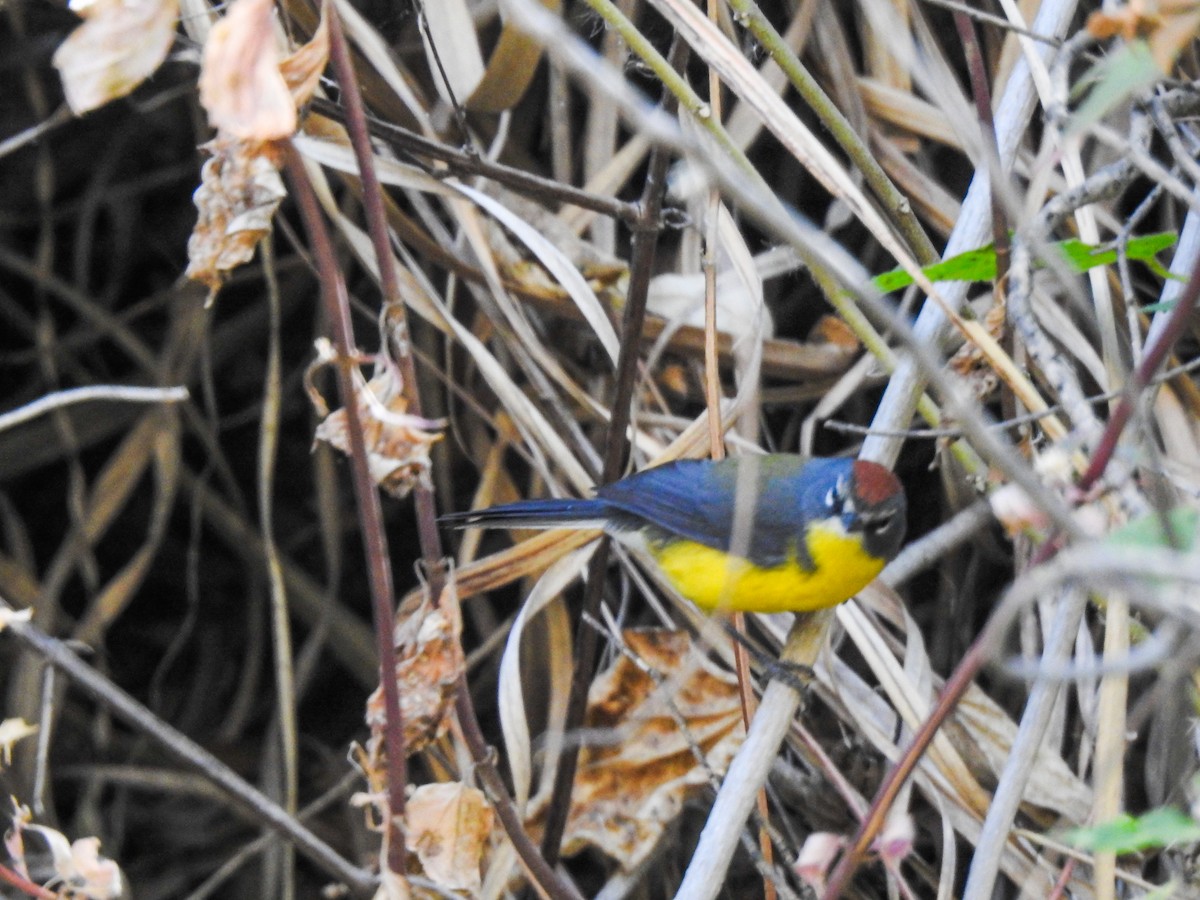 Brown-capped Redstart - ML623046969