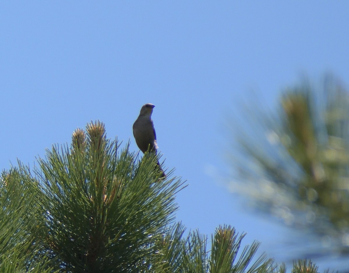 Brown-headed Cowbird - ML623046990