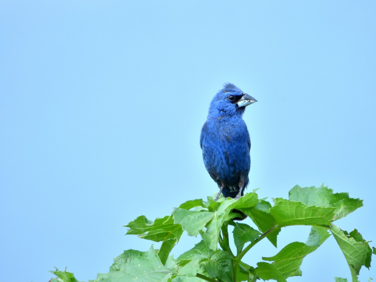 Blue Grosbeak - ML623047019